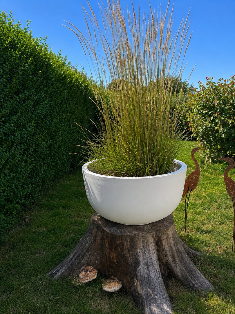 Pflanzkübel Fiberglas Schale rund D80xH40cm perlmutt weiß mit hohem Ziergras auf einem Baumstumpf vor einer Hecke im Garten
