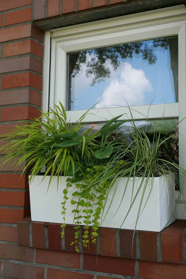 Pflanzkübel Fiberglas rechteckig 61x21x20cm Perlmutt weiß als Fensterkasten mit Ziergräsern und Pfennigkraut an einer Klinkerfassade