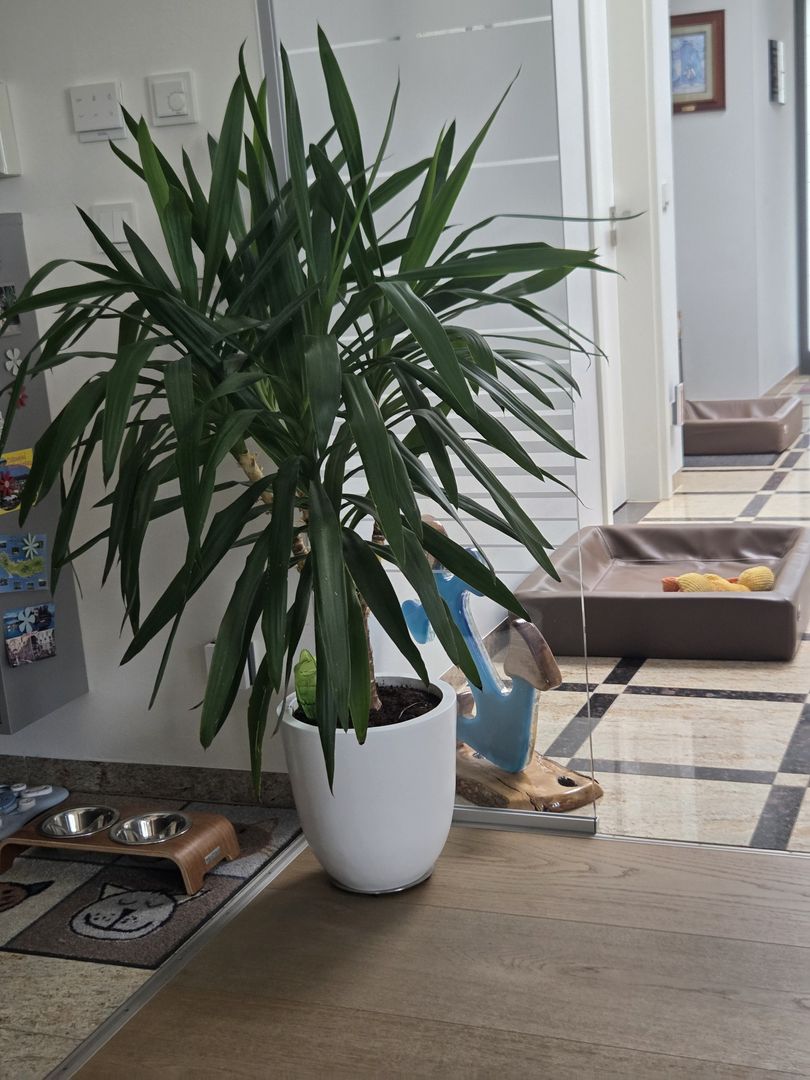 Pflanzkübel Fiberglas rund konisch D30xH30cm perlmutt weiß mit Yucca-Palme als Zimmerpflanze im Wohnbereich