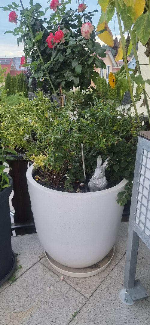 Pflanzkübel Fiberglas rund konisch D60xH60cm perlmutt weiß mit rosa blühendem Rosenstämmchen auf einem Balkon