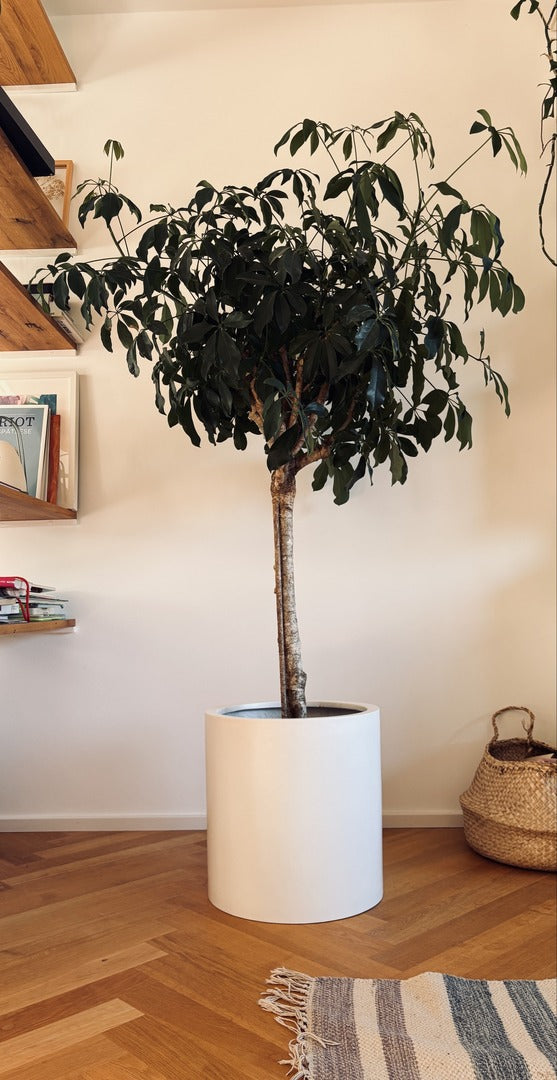 Pflanzkübel Fiberglas zylindrisch D40xH40cm perlmutt weiß mit Schefflera als Hochstamm im Wohnraum auf Fischgrätparkett