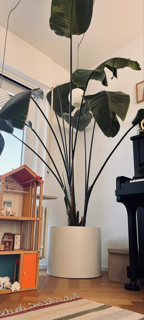 Pflanzkübel Fiberglas zylindrisch D50xH40cm perlmutt weiß mit großer Strelitzie im Wohnraum auf Parkett