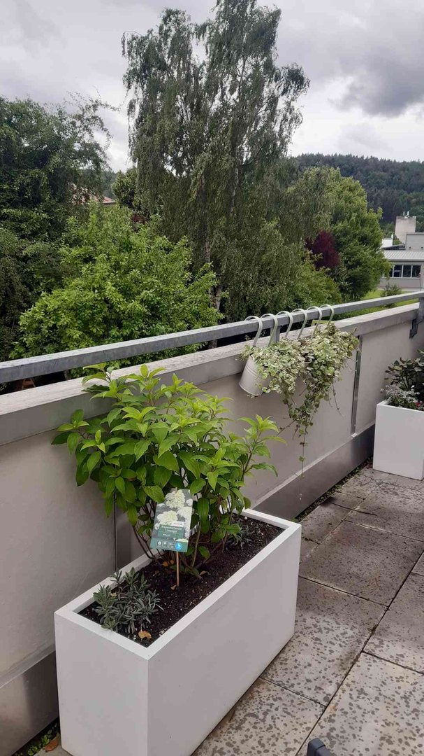 Pflanzkübel Fiberglas rechteckig 80x30x40cm perlmutt weiß mit Rispenhortensie und Lavendel auf einem Balkon