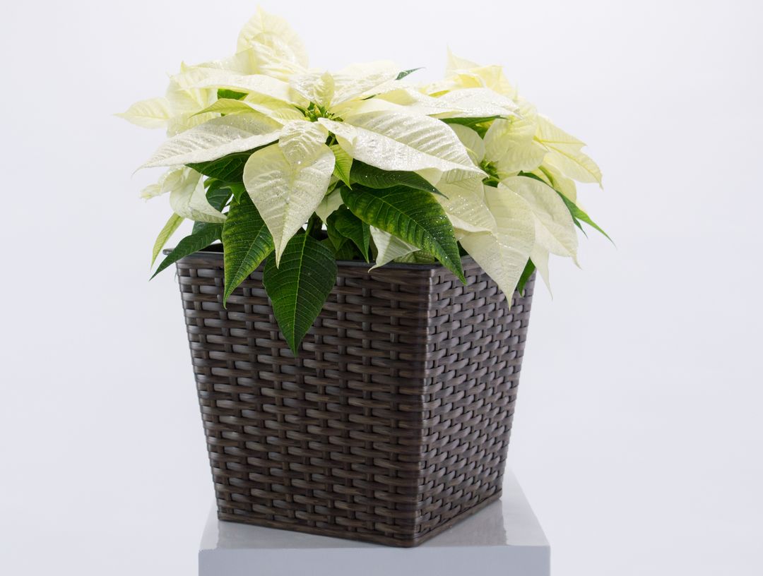 Elegant Einrichten | Pflanzkübel | quadratisch konisch  | Polyrattan | 34x34x31cm | Mocca