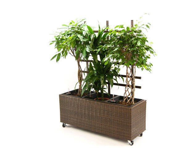 Elegant Einrichten | Pflanzkübel | Polyrattan | mit Rankgitter | rechteckig |  106x38x130cm | mocca.