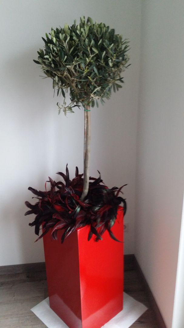 Pflanzkübel Fiberglas Säule 30x30x60cm hochglanz rot mit Olivenbäumchen und dunkelroter Unterpflanzung in einem Wohnraum