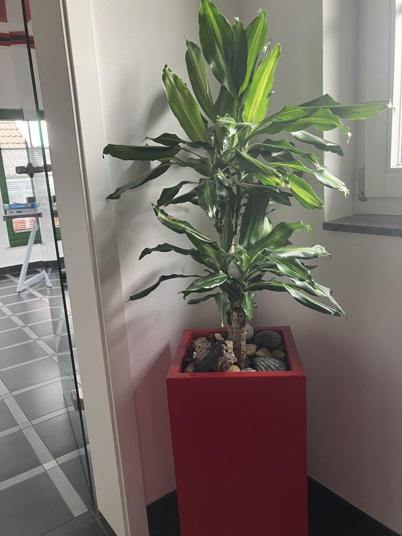 Pflanzkübel Fiberglas Säule 30x30x60cm hochglanz rot mit Drachenbaum und Muscheldekoration in einem hellen Eingangsbereich