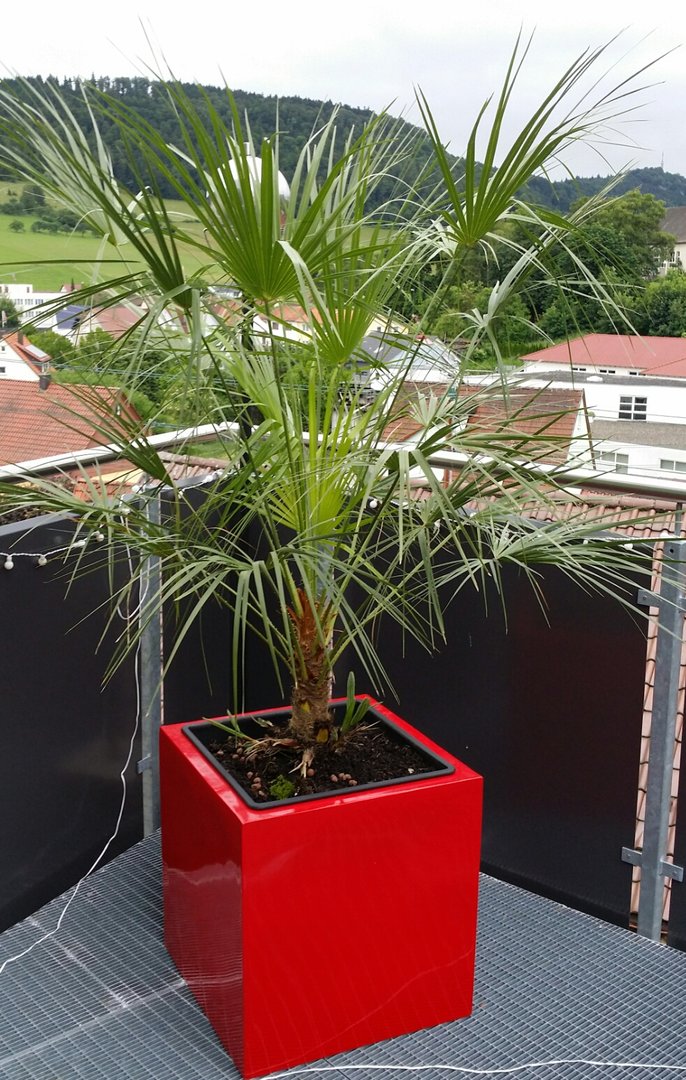 Pflanzkübel Fiberglas quadratisch 48x48x48cm hochglanz rot mit Hanfpalme auf einem Balkon mit Blick ins Grüne