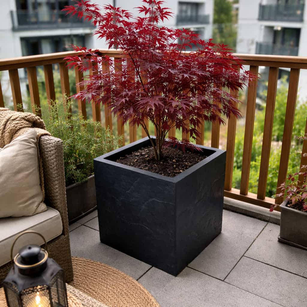 Pflanzkübel Fiberglas quadratisch Steinoptik schwarz mit japanischem Ahorn auf Balkon [KI-Lifestyle]