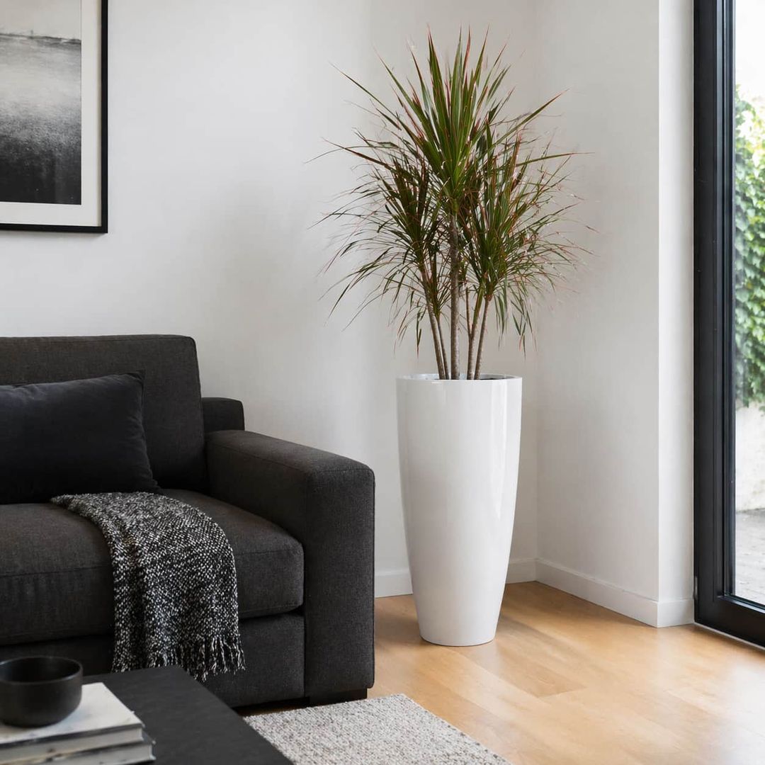 Pflanzkübel Fiberglas rund konisch hochglanz weiß mit Dracaena im Wohnzimmer [KI-Lifestyle]