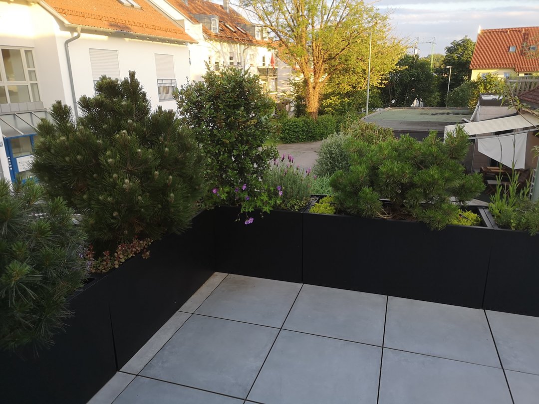Pflanzkübel Fiberglas rechteckig 120x50x55cm elegant schwarz-matt als umlaufende Terrassenbegrenzung mit Kiefern und Lavendel im Abendlicht