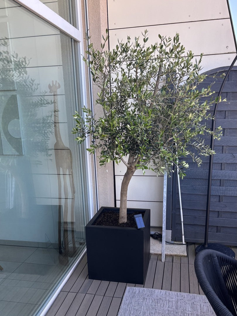 Pflanzkübel Fiberglas quadratisch 50x50x50cm schwarz-matt mit Olivenbaum auf einer Dachterrasse mit Holzboden