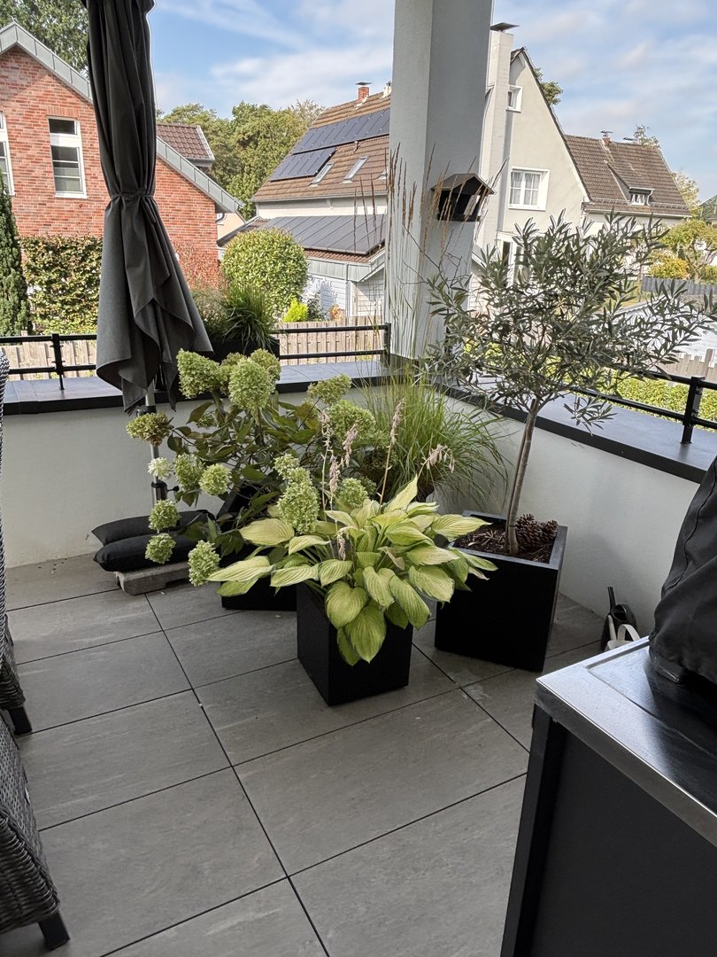 Pflanzkübel Fiberglas quadratisch 40x40x40cm schwarz-matt mit Olivenbaum auf einer Terrasse