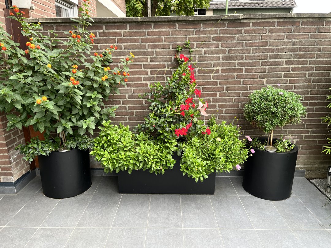 Pflanzkübel Fiberglas rechteckig 100x40x50cm elegant schwarz-matt mit immergrüner Bepflanzung und rot blühender Kletterpflanze vor einer Backsteinmauer