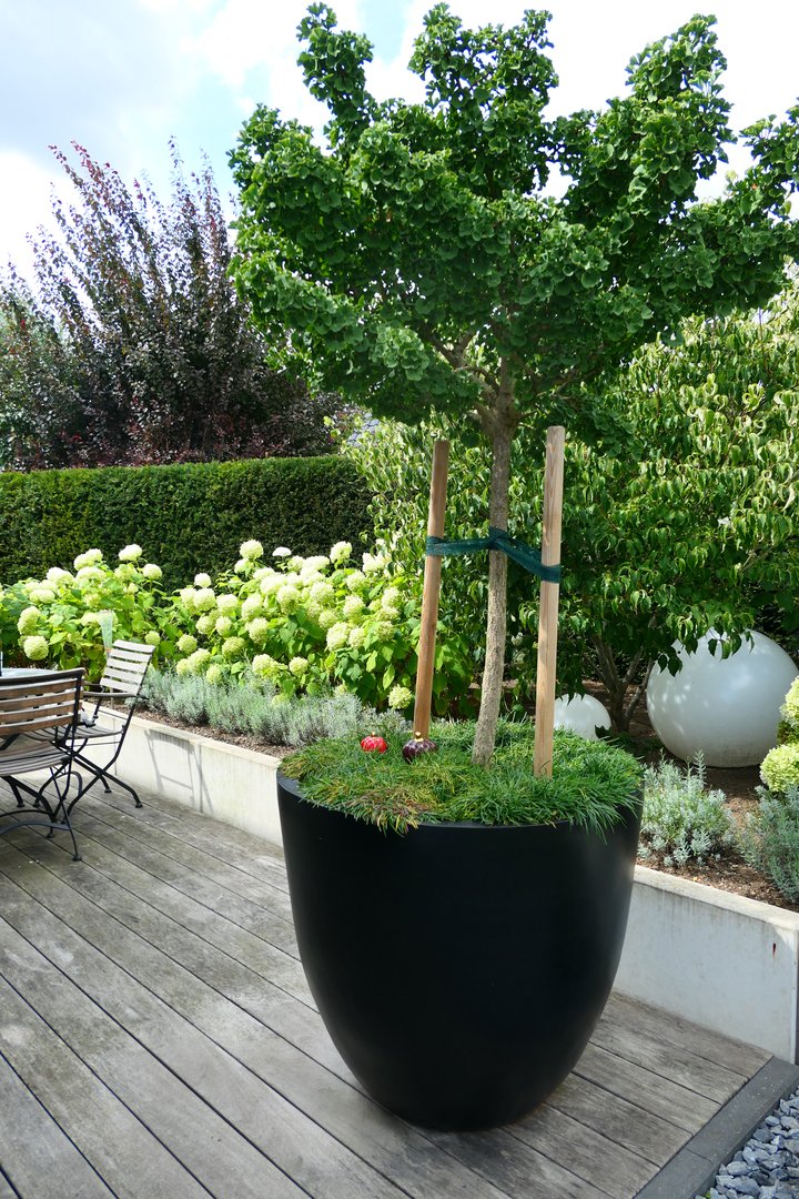 Pflanzkübel Fiberglas rund konisch D90xH80cm elegant schwarz-matt mit Ginkgo Hochstamm auf einer Holzterrasse