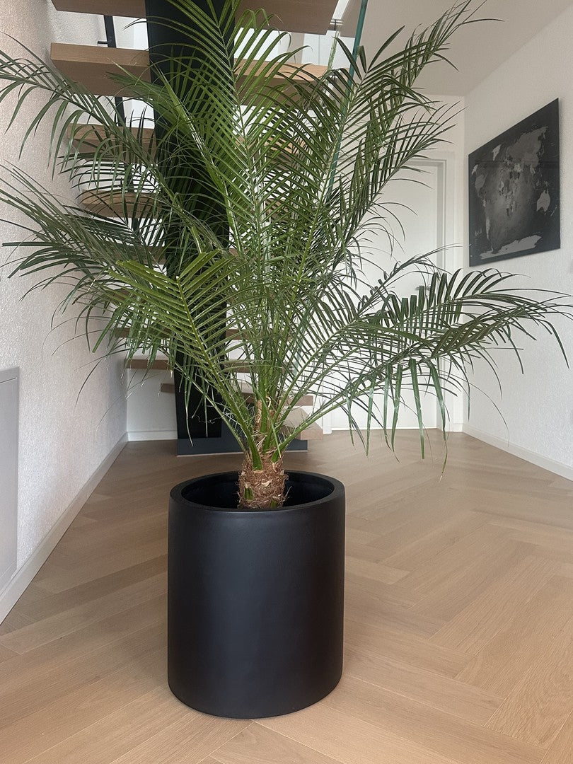 Pflanzkübel Fiberglas zylindrisch D40xH40cm schwarz-matt mit Palme im Flur vor einer offenen Holztreppe