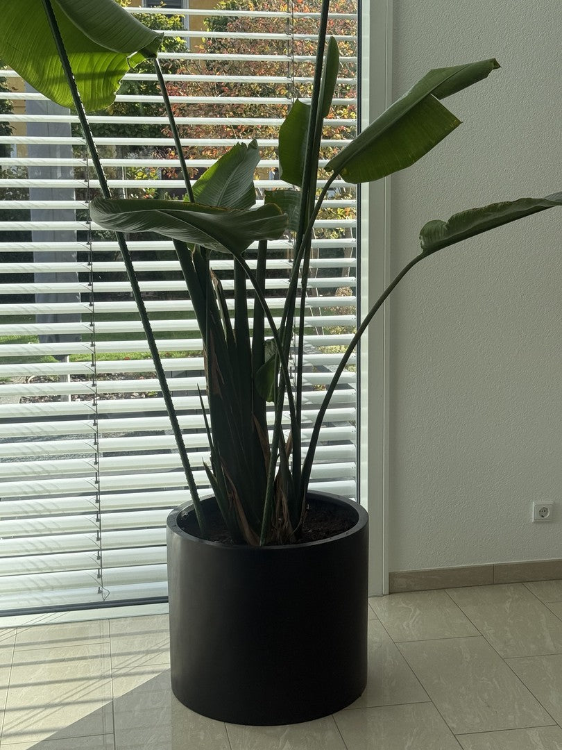 Pflanzkübel Fiberglas zylindrisch D60xH50cm schwarz-matt mit Strelitzie vor einem bodentiefen Fenster mit Jalousie