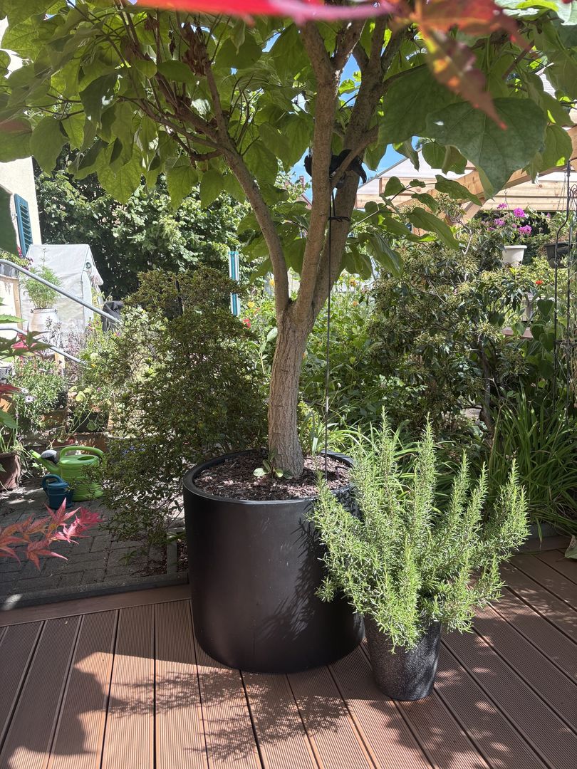 Pflanzkübel Fiberglas zylindrisch D70xH60cm schwarz-matt mit Kugeltrompetenbaum auf einer Holzterrasse