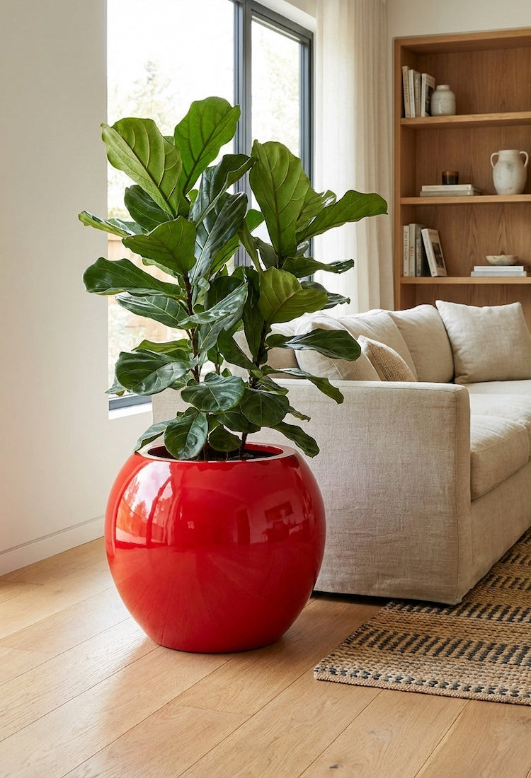 Runder hochglanz roter Pflanzkübel im Wohnraum mit Geigenfeige – auffälliger Design-Pflanztopf für Innenbereiche